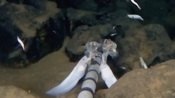 Mariana Trench - David Attenborough's Documentary on the Deepest Sea Floor