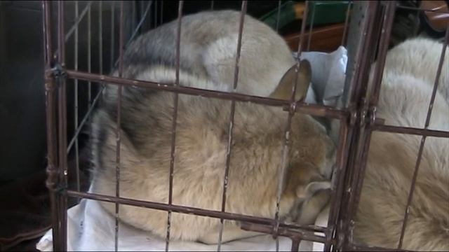 08.12.2020 г. охота с "ЛАЙКОЙ" смотреть онлайн