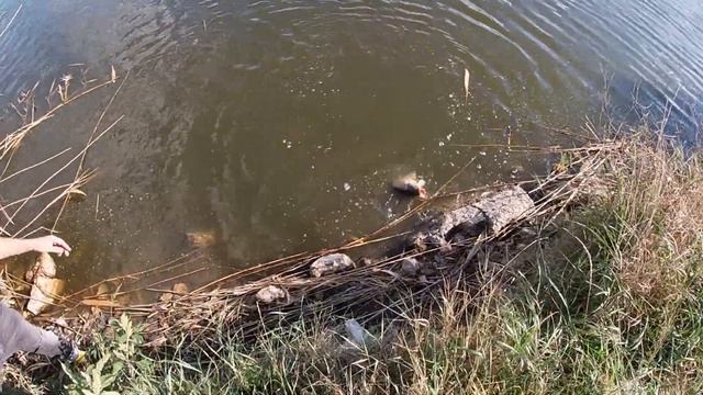 Такой рыбалки я не ожидал .Ловля карпа на поплавок. смотреть онлайн