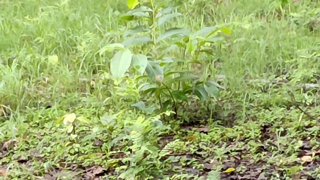 Python killed the deer | Rajaji National park | Jhilmil Jheel | Burmese python killed a Spotted Dee смотреть онлайн