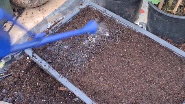 2021 Angel pelargonium seed sowing смотреть онлайн