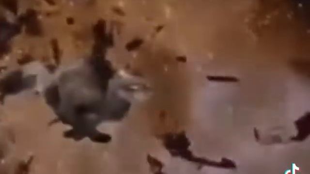 кот дебил смотреть онлайн