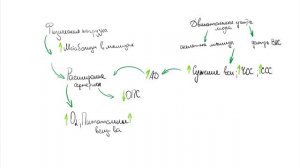 Лекция 8. Регуляция работы сердца. Нормальная физиология.