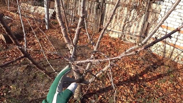 Простая обрезка молодой черешни со снижением кроны смотреть онлайн