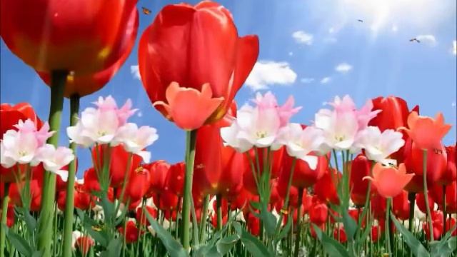 Вальс бабочек смотреть онлайн