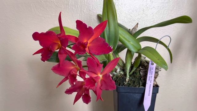 Cattleya Jewel Box ‘Dark Waters’ AM/AOS смотреть онлайн