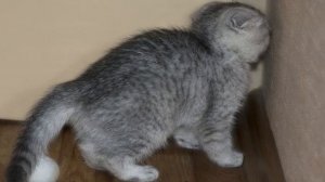 Как приручить кота и дикого котенка с улицы