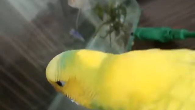 Как проводит день попугай Лавруша? смотреть онлайн