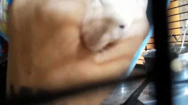 Что должно быть в клетке у крыс? И как я обустроила клетку и выгул для своих крыс! смотреть онлайн