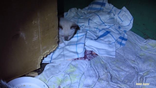 Kitten Rescue and Adoption Kitten in new family смотреть онлайн