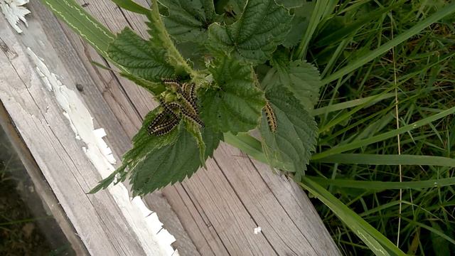 Хех, гусеницы на крапиве смотреть онлайн