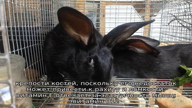 Чем кормить декоративного кролика смотреть онлайн