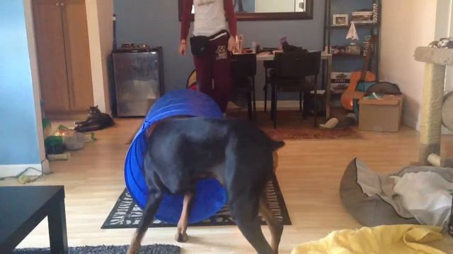 Doberman learns agility tunnel смотреть онлайн