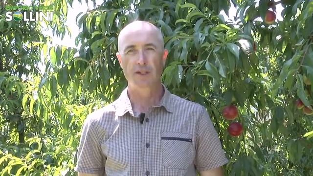 Sollini's Agricoltura professionale - La Monilia delle Drupacee смотреть онлайн