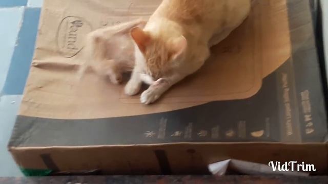 CAT ATTACKS KITTEN / KITTEN FIGHTS BACK смотреть онлайн