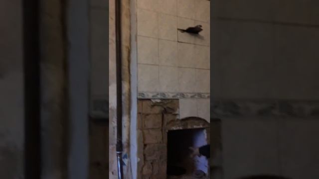 Паровое отопление дровами плюс газ смотреть онлайн