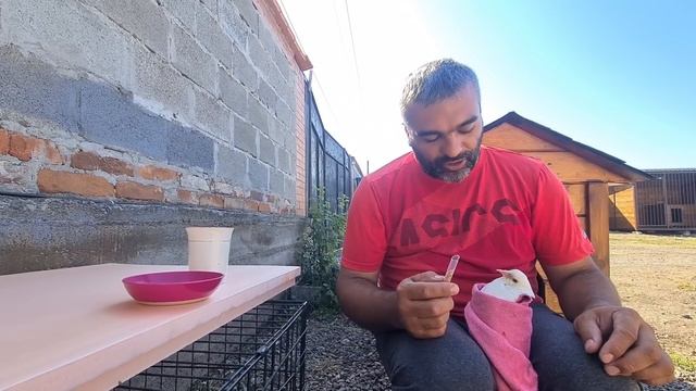 Голубь притворяется мёртвым)/Ухаживаем за птицами и собаками смотреть онлайн