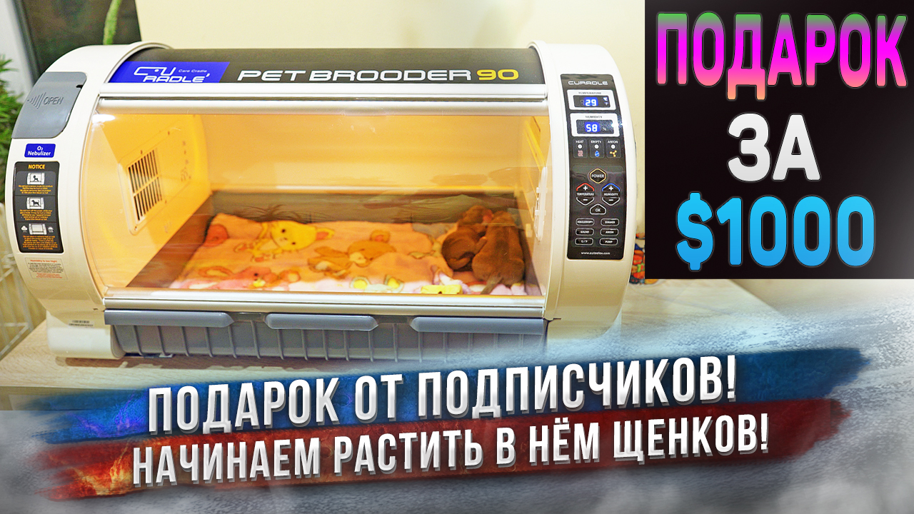 Подписчики сделали блогерам подарок за $1000 !!! ? Pet Brooder 90 смотреть онлайн