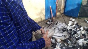 Николаевские,Торцовые,Сиреневые, цветные голуби,город Снежное
