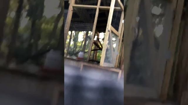 Chicken Chase Part 1 смотреть онлайн