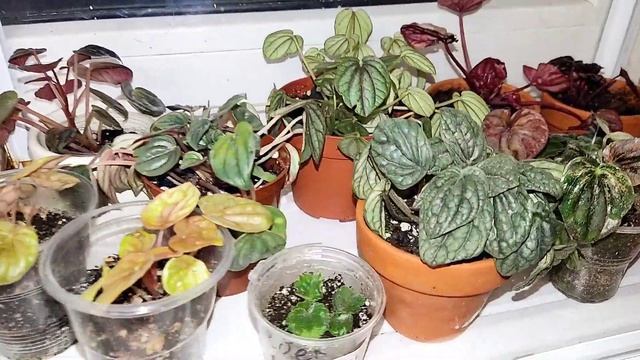 комнатные цветы//мой маленький садик//новинка смотреть онлайн