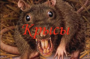Крысы