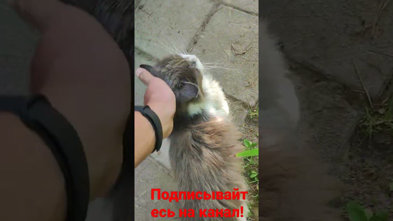 барсик и его трон! смотреть онлайн