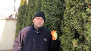 Когда стричь хвойные после зимы?