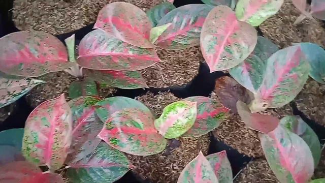 BELANJA AGLONEMA DIKITA AJA || HARGA BISA MURAH BISA GRATIS ONGKIR смотреть онлайн