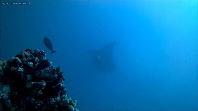 Diving with huge Manta Rays in the Maldives 2017 - Part 3! смотреть онлайн