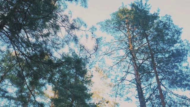 Посадки «Сада памяти» смотреть онлайн