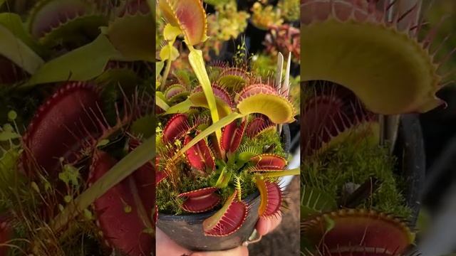 Dionaea muscipula Dutch смотреть онлайн