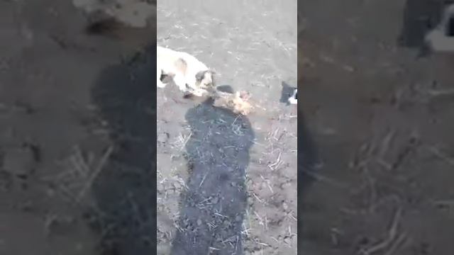 Охота/собаки разорвали сурка смотреть онлайн
