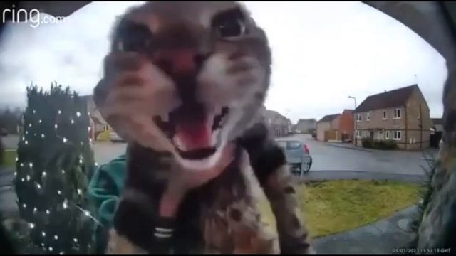 Кот мяукает в камеру,но с half life sfx смотреть онлайн