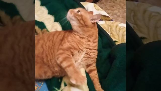 Вот что делает кострация с котом...стоит только почухать!!! смотреть онлайн