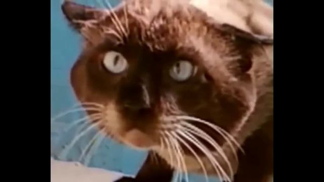 Прикол про кота) Что вы тут делаете,?Что ты тут делаешь?Что тебе снадова смотреть онлайн