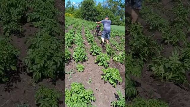 прорезка и окучевоние картофеля мотоблоком смотреть онлайн