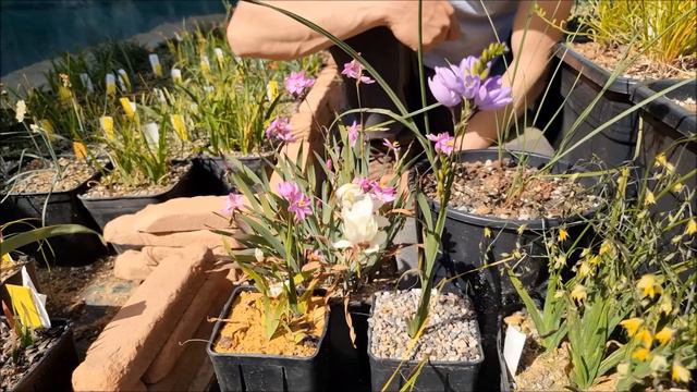 JohanWilm Geophytes Ixia смотреть онлайн