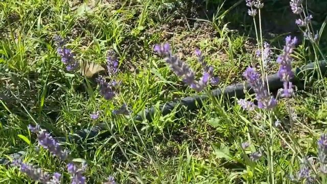 Купила пиццу и заварила чай с лавандой. смотреть онлайн