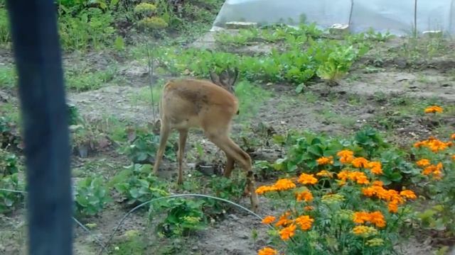 Дикие косули в Нижнем Новгороде смотреть онлайн