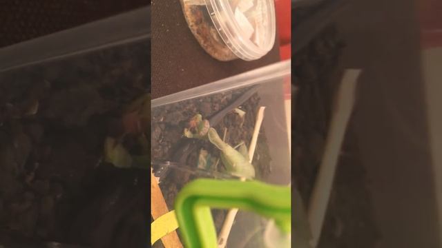 Кормление богомола смотреть онлайн