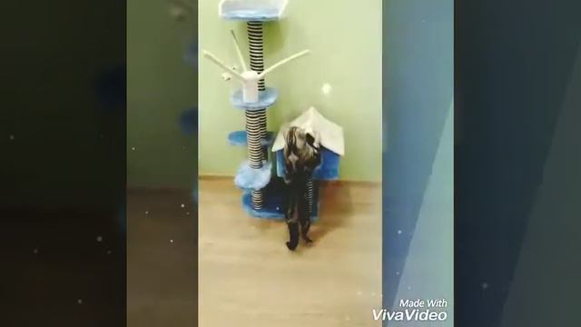 Подарили коту огроменный дом, у него счастья полные штаны😂... смотреть онлайн