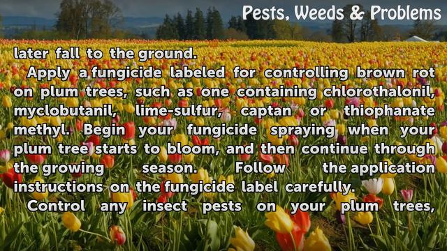 How to Control Brown Rot Fungus on Plum Trees смотреть онлайн