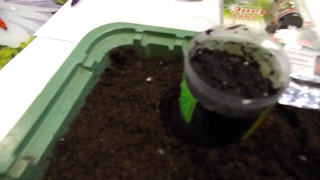 БЕГОНИЯ АМПЕЛЬНАЯ.ВЫРАЩИВАНИЕ ИЗ СЕМЯН.ПРОЦЕДУРА ПОСЕВА. смотреть онлайн