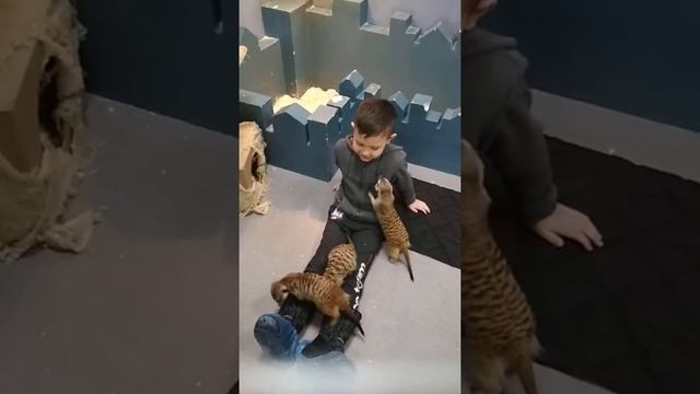 Сурикаты Хулиганят Пермь Зоопарк