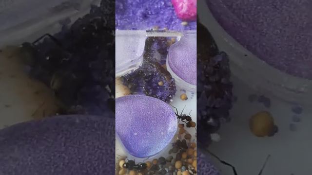 Муравьи VS червяка 2 часть