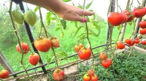 Томат Японка