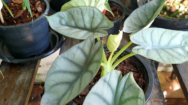 เก็บภาพน้อง อิพิ Epipermnum pinnatum white variegated : หลงไม้ใบ EP.32 смотреть онлайн