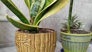 Сансевиерия: заболевание или вредитель? Признаки поражения клещом.