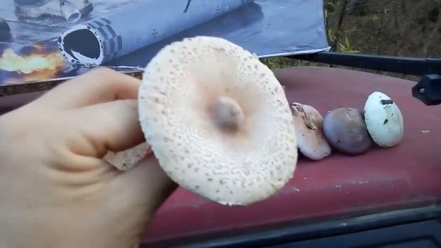 Поездка за грибами. смотреть онлайн